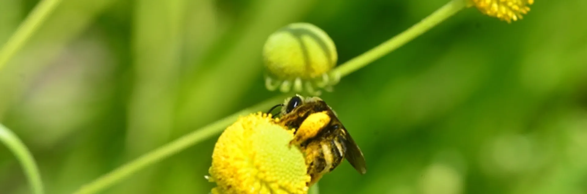 A female long-horned bee, Svastra obliqua expurgata, forages on sneezeweed, genus Helenium. (Photo by Kathy Keatley Garvey)