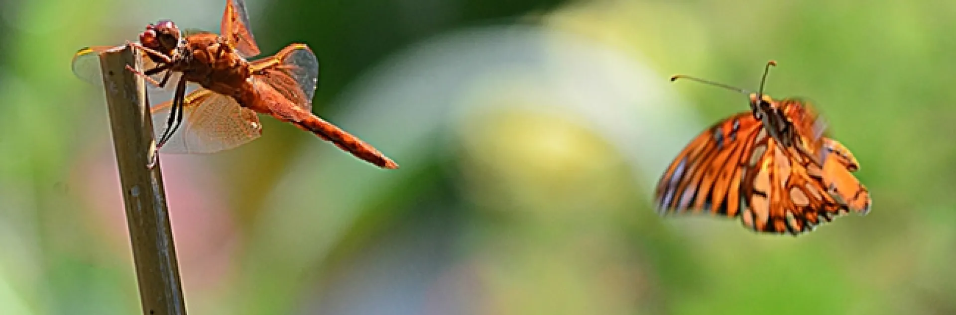 A Gulf Fritillary butterfly checking out a red flameskimmer dragonfly. (Photo by Kathy Keatley Garvey)