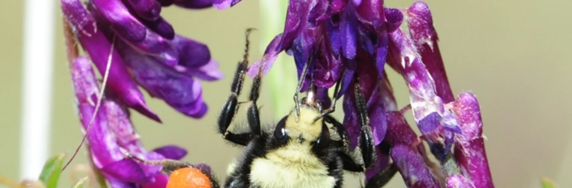 Check out the heavy load of orange pollen that this yellow-faced bumble bee, Bombus vosnesenskii, is packing. It is foraging on hairy vetch. (Photo by Kathy Keatley Garvey)