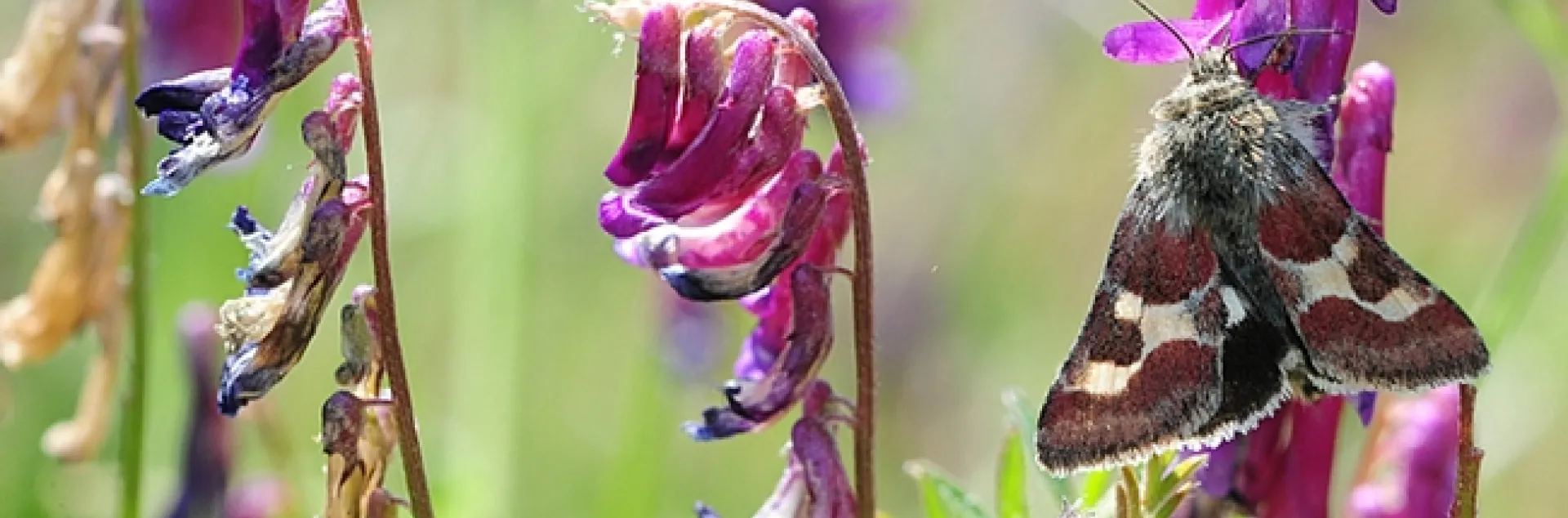 This moth, Schinia sueta, feeds on hairy vetch, Vicia villosa, in a meadow at Hastings Preserve, Carmel. (Photo by Kathy Keatley Garvey)