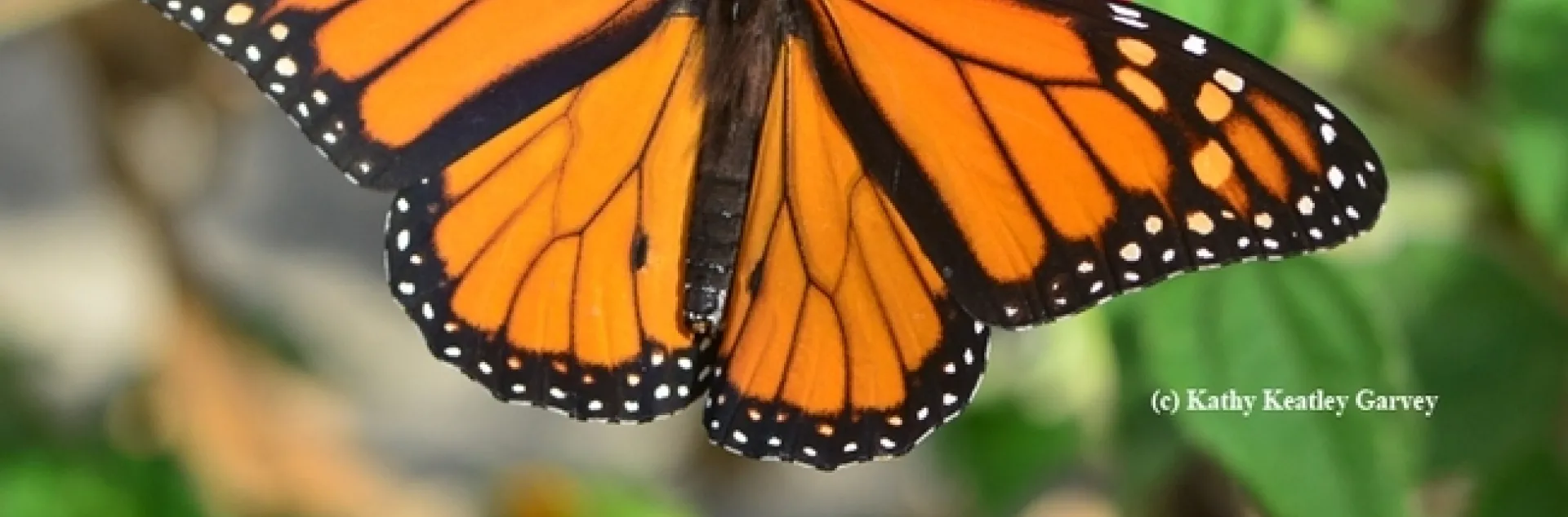 A monarch,Danaus plexippus, forages on a Mexican sunflower, Tithonia. (Photo by Kathy Keatley Garvey)