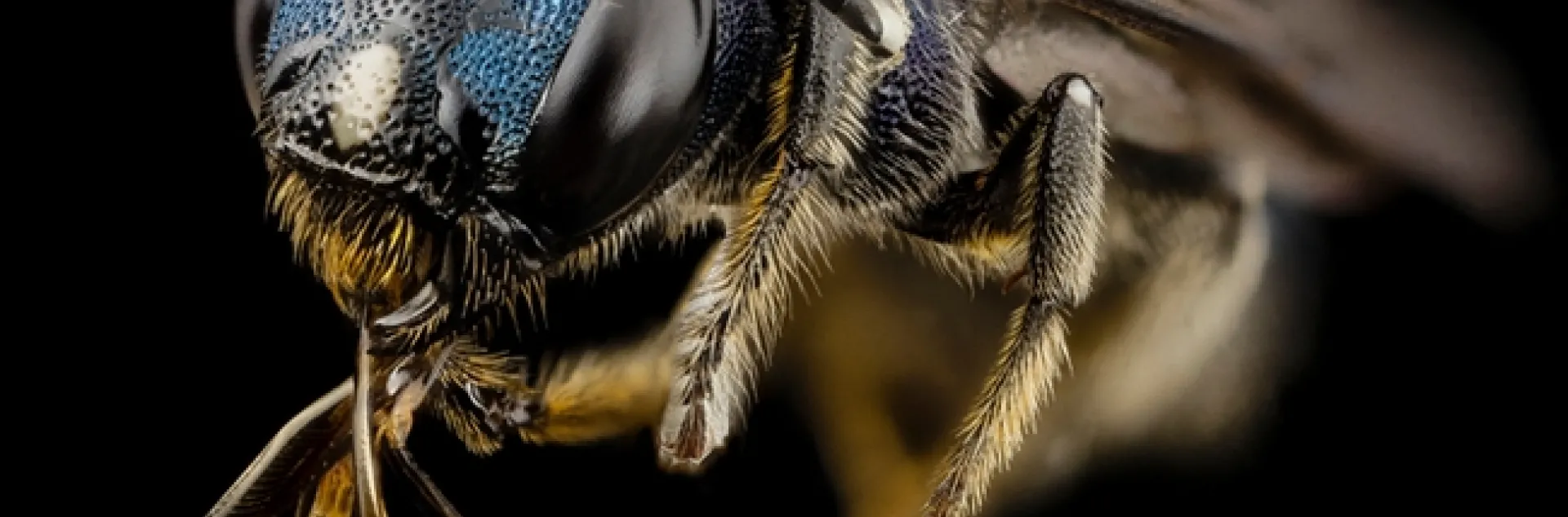 This macro image of a Ceratina bee is the work of Sam Droege of the bee inventory and monitoring program, the U.S. Geological Survey. This image is part of the public domain.