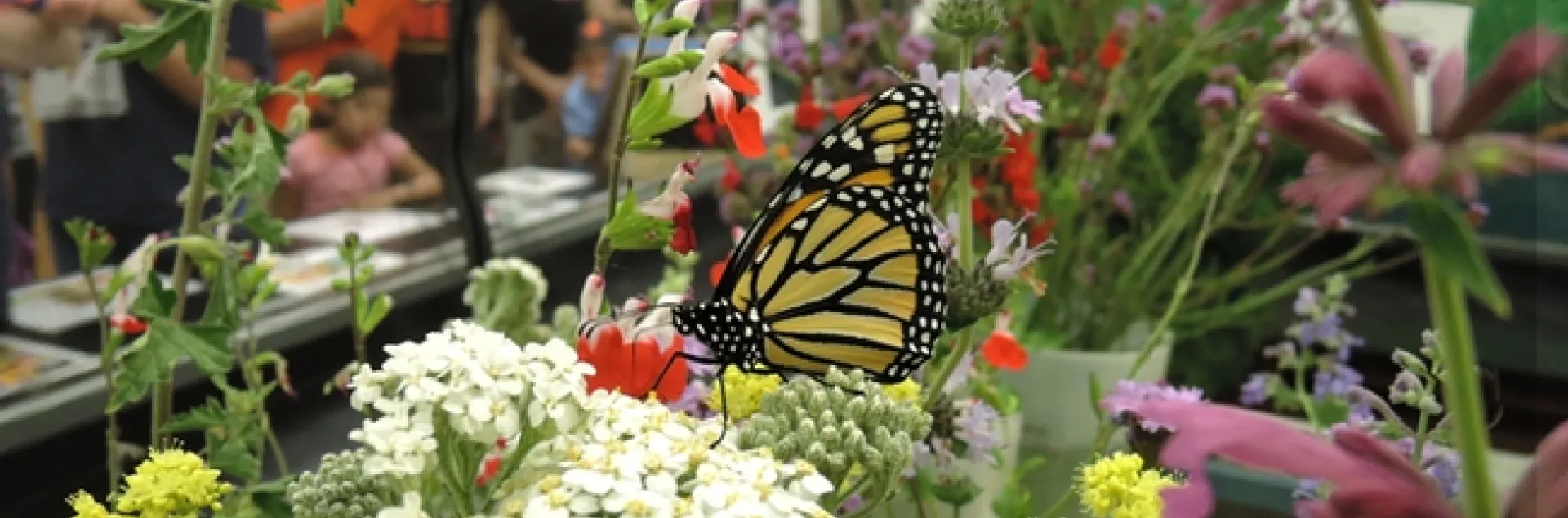 It was a mix of pollinators and people at the Pollinator Pavilion during UC Davis Picnic Day. Graduate student Rei Scampavia provided the display in Briggs Hall. (Photo by Kathy Keatley Garvey)