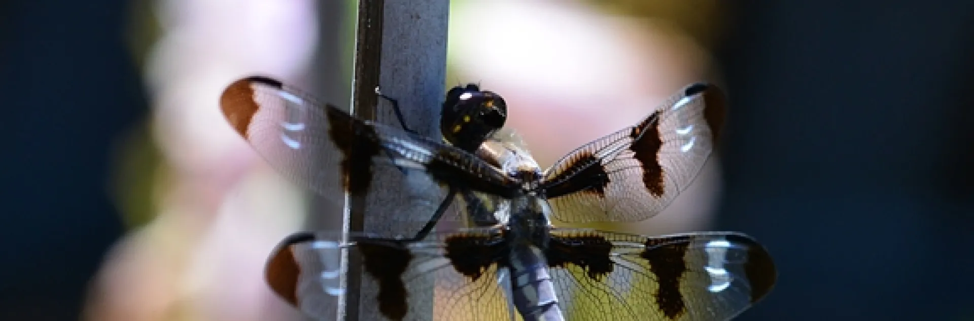 A twelve-spotted dragonfly. Libellula pulchella, perches on a bamboo stake. (Photo by Kathy Keatley Garvey)