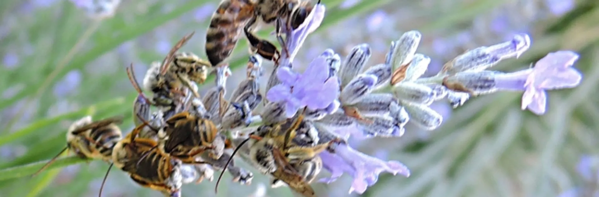 A honey bee gathers nectar from a lavender blossom while her cousins, sunflower bees (Melisodes agilis), sleep. (Photo by Kathy Keatley Garvey)