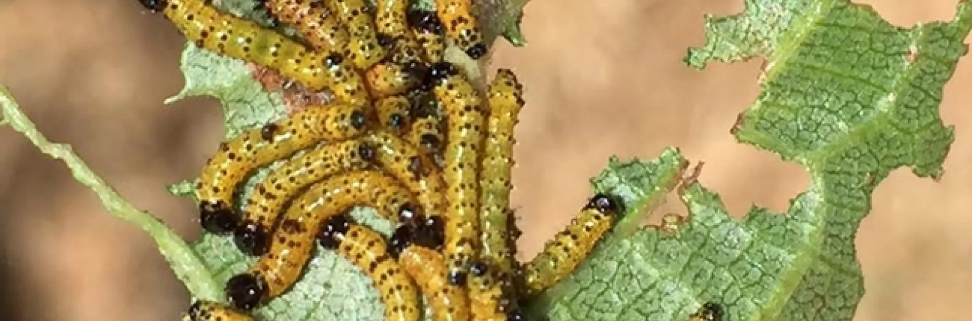 Cindy Carmouche of Vacaville captured this amazing photo of early instar redhumped caterpilllars eating the leaves of her French prune tree.