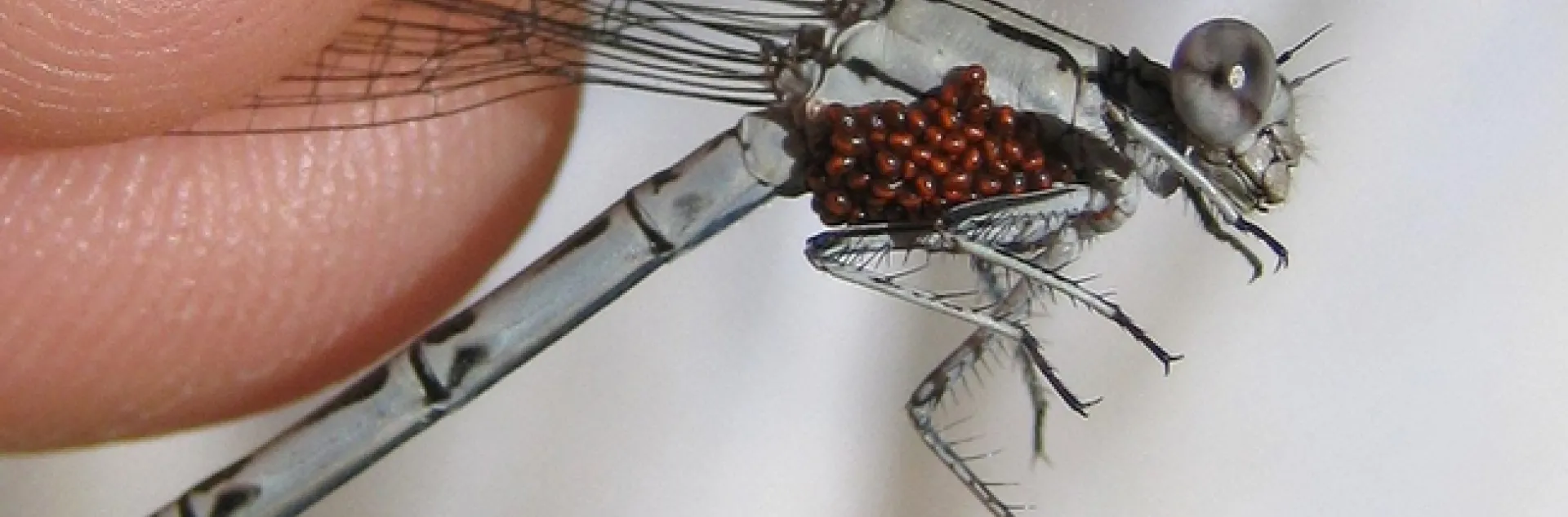 Water mites on a damselfly. (Photo by Greg Kareofelas, taken with a Canon Elph)