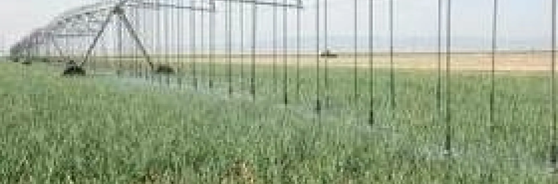 Fresh market onions growing under overhead mechanized irrigation in Five Points, CA.