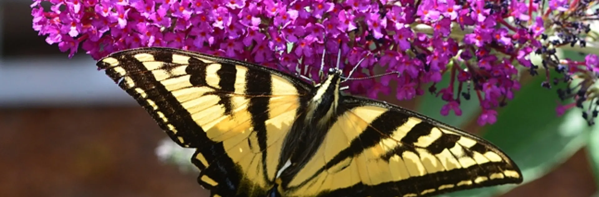 A Western tiger swallowtail, Papilio rutulus, lands on a butterfly bush. Note the stink bug on top. (Photo by Kathy Keatley Garvey)