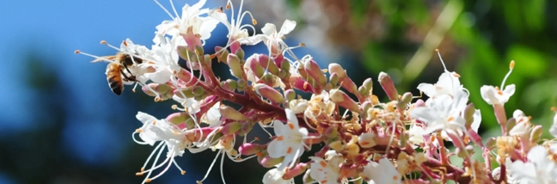 A bee forages on California buckeye in Vacaville, Calif. (Photo by Kathy Keatley Garvey)