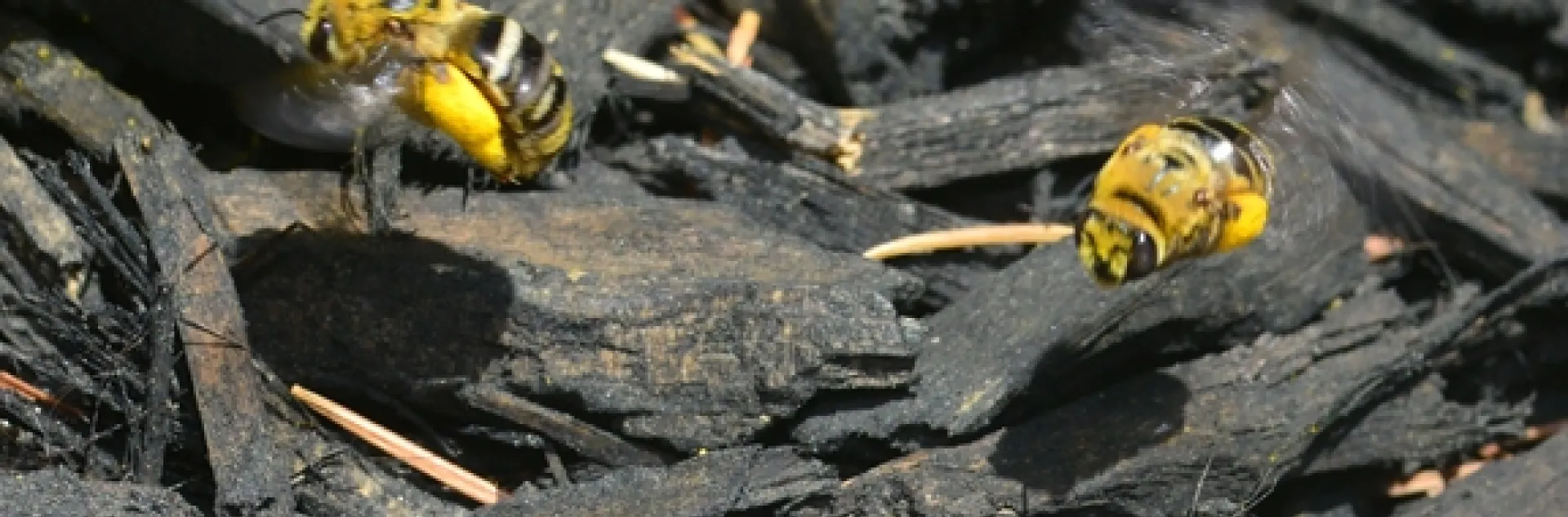 Sunflower bees, Svastra obliqua expurgata, flying to a nesting area in downtown Davis, Calif. (Photo by Kathy Keatley Garvey)