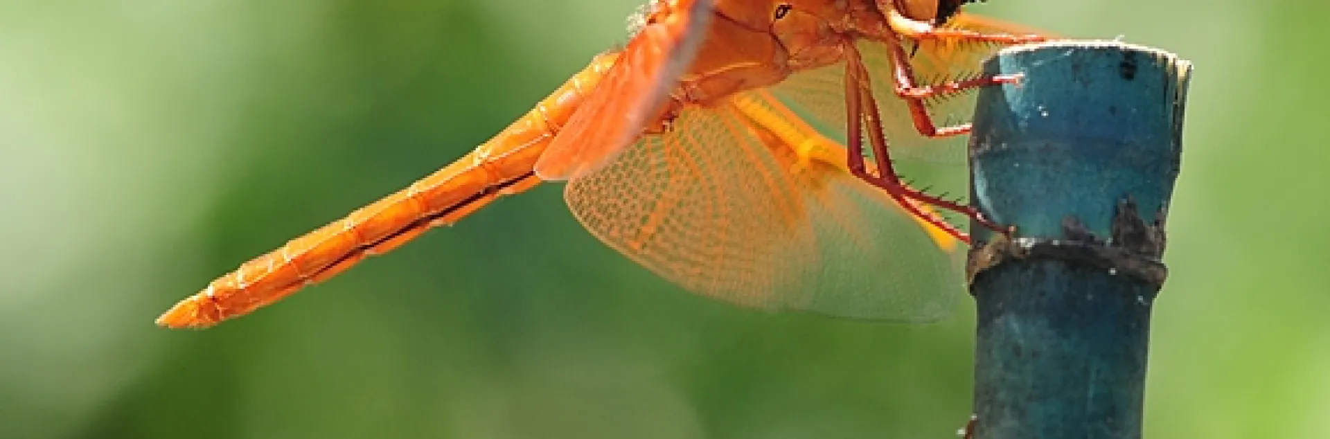 "Red" is for the red flameskimmer, Libellula saturata. (Photo by Kathy Keatley Garvey).