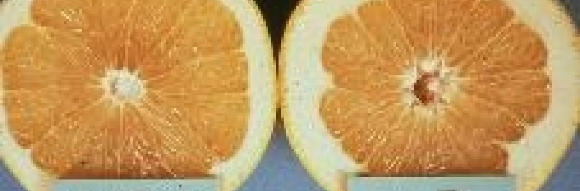 p deficiency in citrus