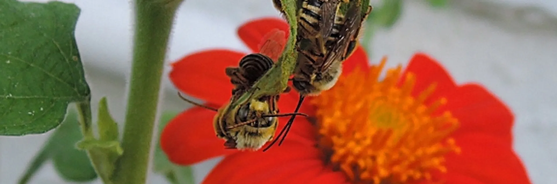 Male sunflower bees, Melissodes robustior, as identified by Robbin Thorp, distinguished emeritus professor of entomology at UC Davis, slumber away on a Mexican sunflower, Tithonia. (Photo by Kathy Keatley Garvey)