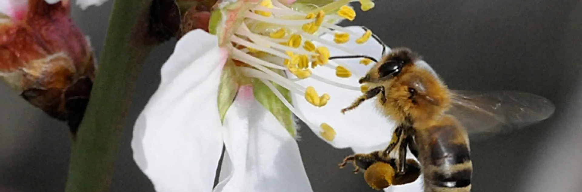 Mead makers have the honey bee to thank for the key ingredient: honey. (Photo by Kathy Keatley Garvey)