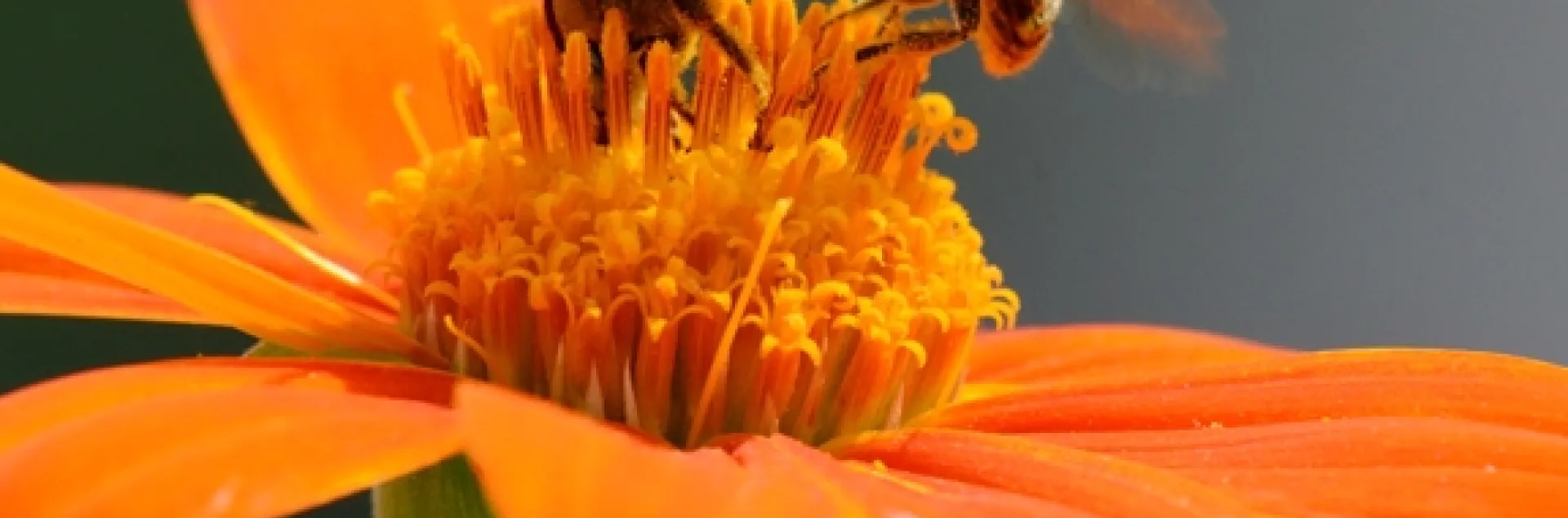 Two sunflower bees battle it out: a male Svastra (larger bee) delivers a quick kick to a smaller male Melissodes. (Photo by Kathy Keatley Garvey)