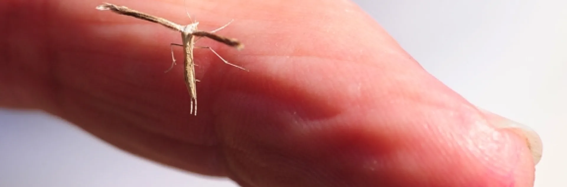 This small moth is known as a pterphorid plume moth. It was found in the UC Davis Arboretum. (Photo by Kathy Keatley Garvey)