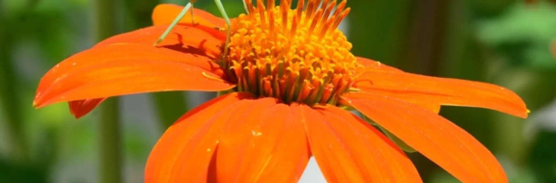 An immature praying mantis assumes the position. (Photo by Kathy Keatley Garvey)