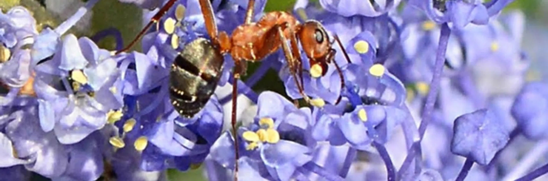 A worker Formica moki ant, as seen in the Häagen-Dazs Honey Bee Haven.