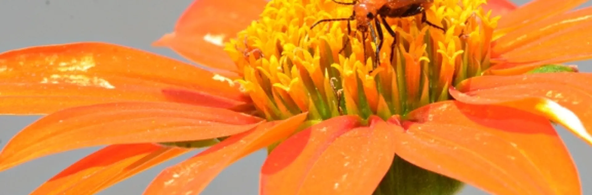A male long-horned digger bee targets a pest, a meloid beetle. (Photo by Kathy Keatley Garvey)