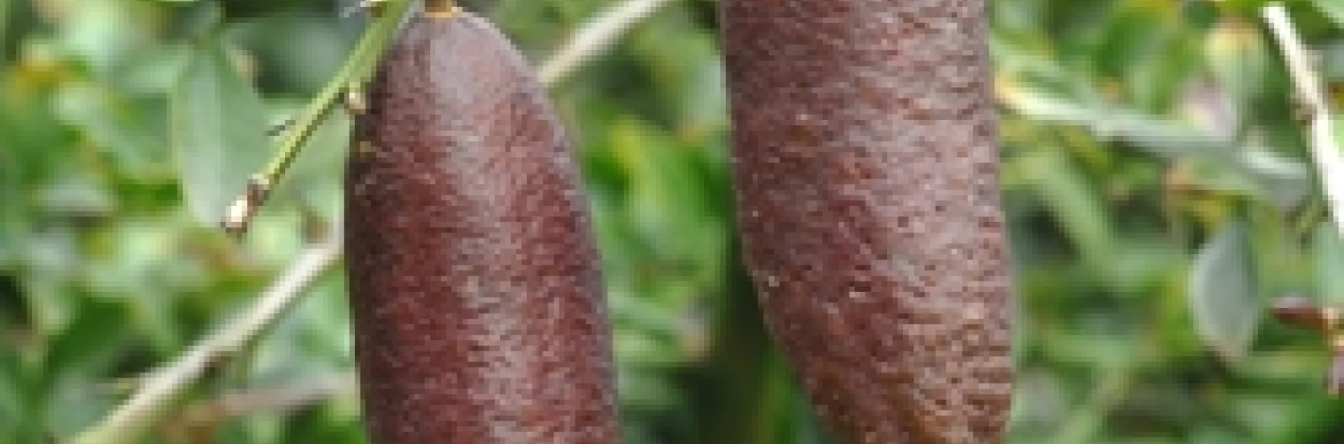 Australian finger lime fruit