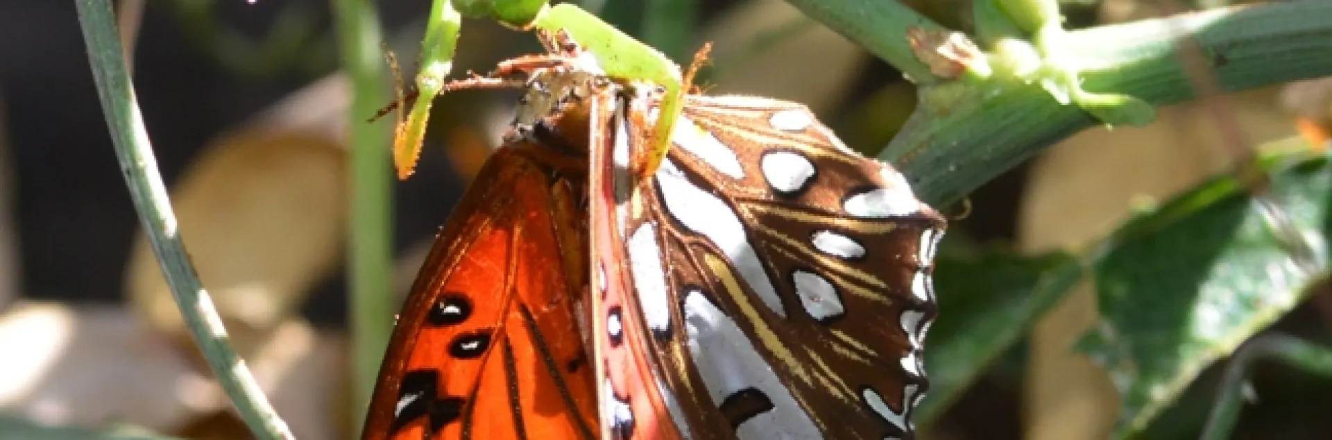 A praying mantis snares a newly emerged Gulf Fritillary butterfly. (Photo by Kathy Keatley Garvey)