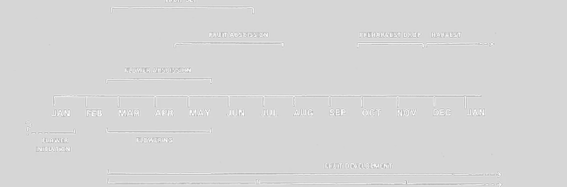 navel phenological stages