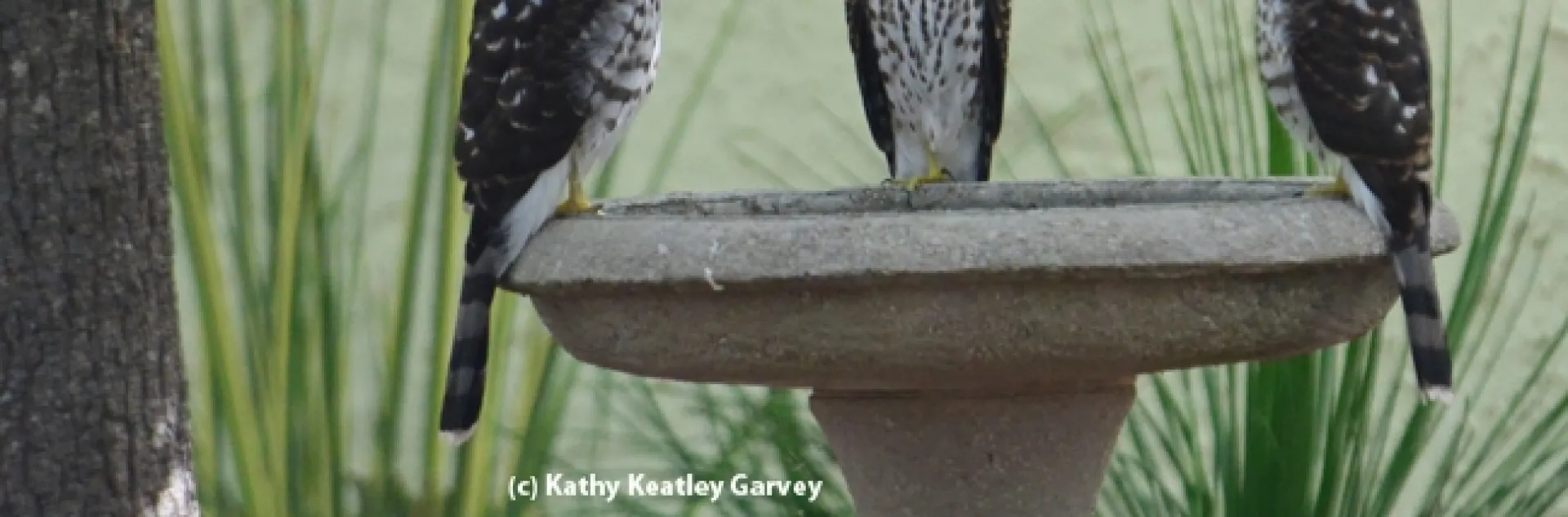 Three's company! Three juvenile Cooper's hawks, as identified by Andrew Engilis, Jr. curator of the UC Davis Museum of Wildlife and Fish Biology,cooling off in an urban birdbath in Vacaville. (Photo by Kathy Keatley Garvey)