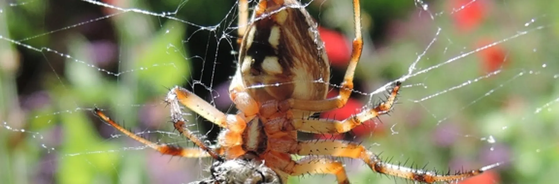 A freeloader fly dines on a bee freshly killed by a garden spider. (Photo by Kathy Keatley Garvey)
