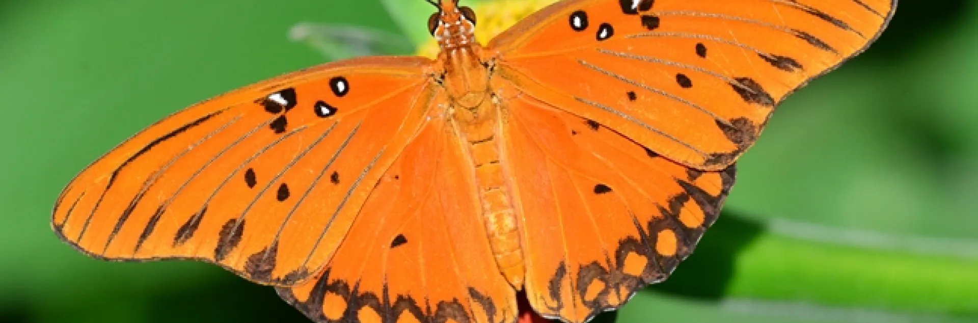 Gulf Fritillary (Agraulis vanillae) on Tithonia. (Photo by Kathy Keatley Garvey)
