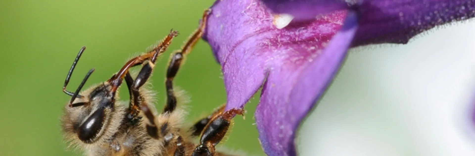 A honey bee cleaning her tongue. (Photo by Kathy Keatley Garvey)