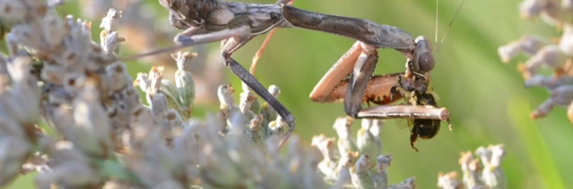 A camouflaged praying mantis dining on a bee. (Photo by Kathy Keatley Garvey)
