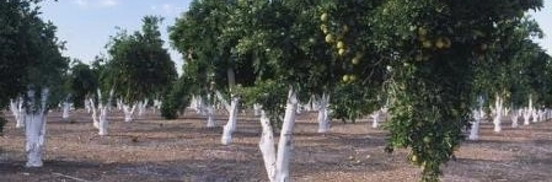 navels skeletonized and grafted