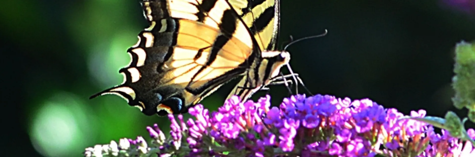 A Western tiger swallowtail nectarine on a butterfly bush. (Photo by Kathy Keatley Garvey)