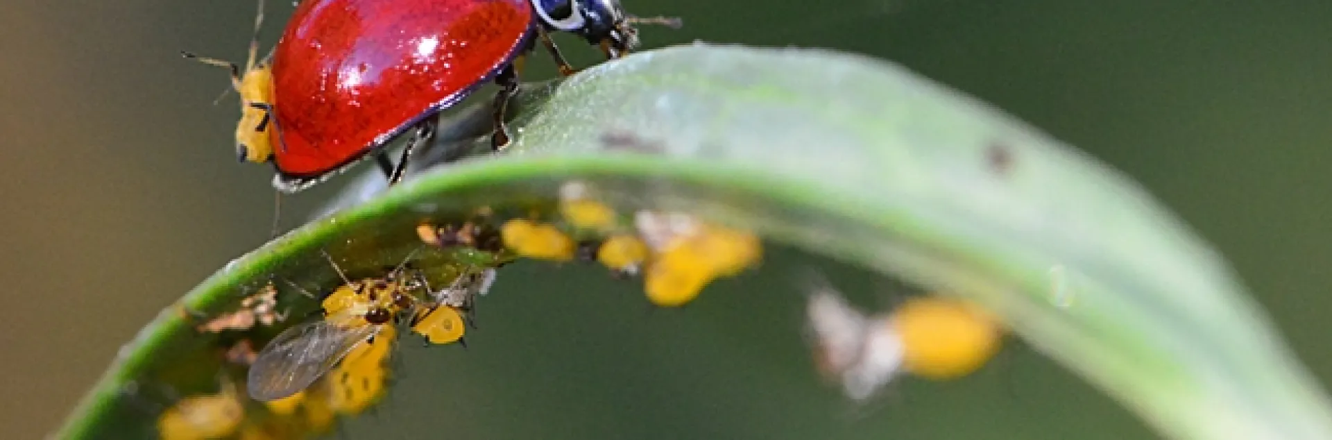 A lady beetle picks up a hitchhiker, an oleander aphid. (Photo by Kathy Keatley Garvey)