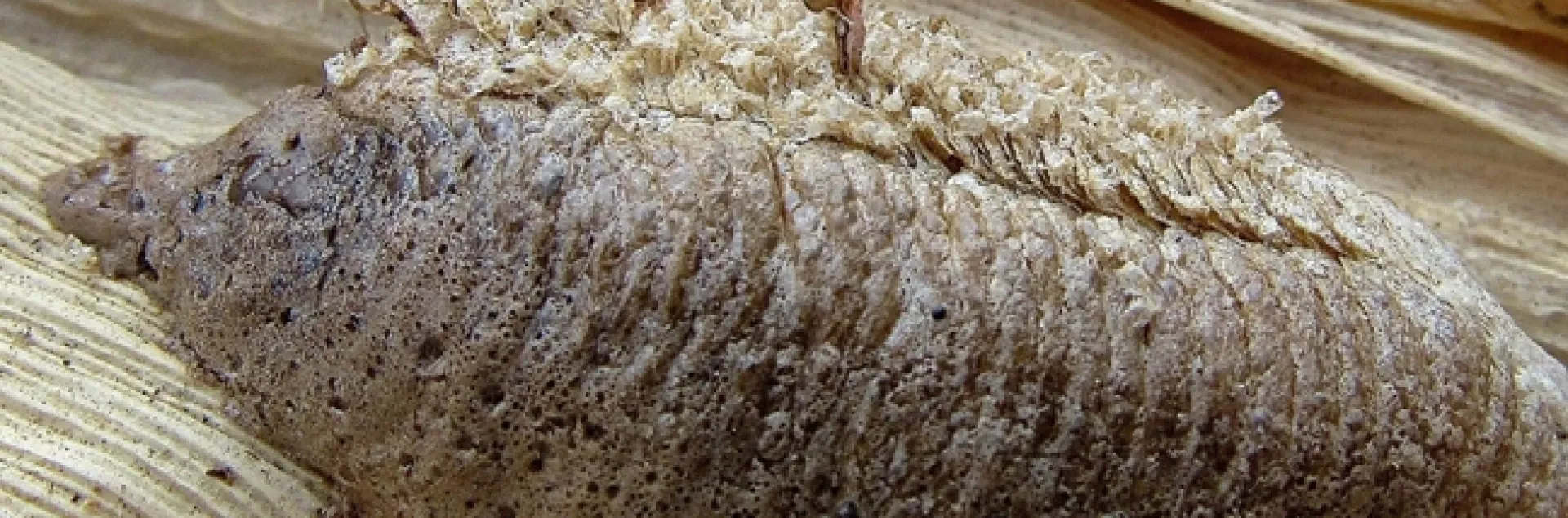 Praying mantids emerging from an ootheca. (Photo by Rita LeRoy)