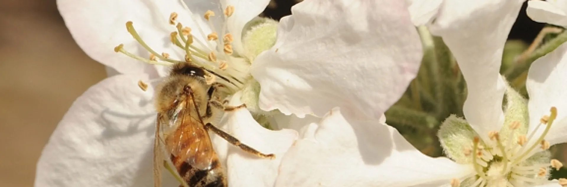 A honey bee pollinating an apple blossom. (Photo by Kathy Keatley Garvey)