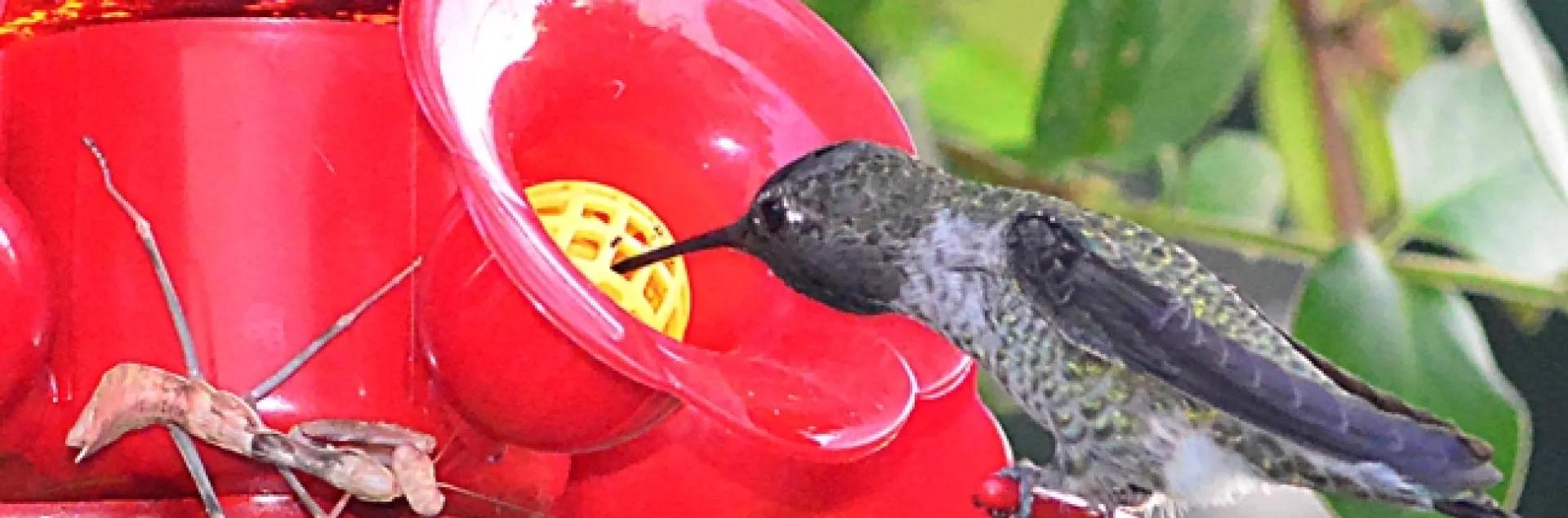 A praying mantis is sprawled out on a hummingbird feeder, as a hummer takes a drink. (Photo by Kathy Keatley Garvey)