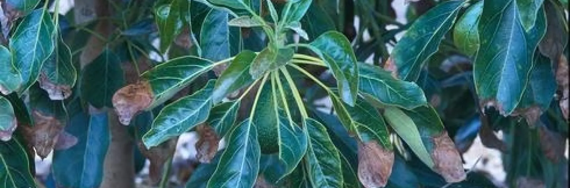 chloride toxicity avocado