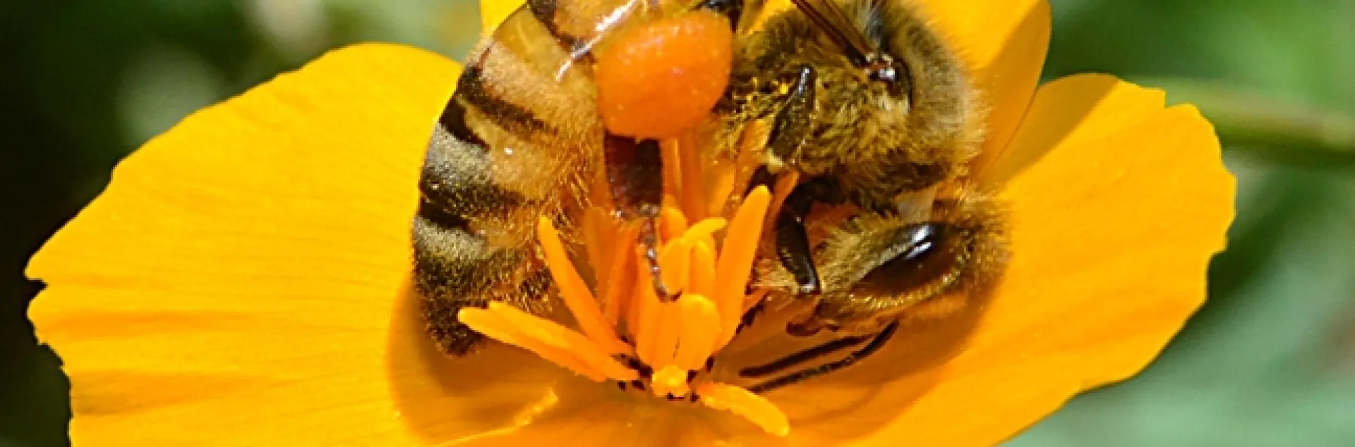 A honey bee gathering pollen from a California golden poppy, California's state flower. The honey bee originated from Africa. (Photo by Kathy Keatley Garvey)