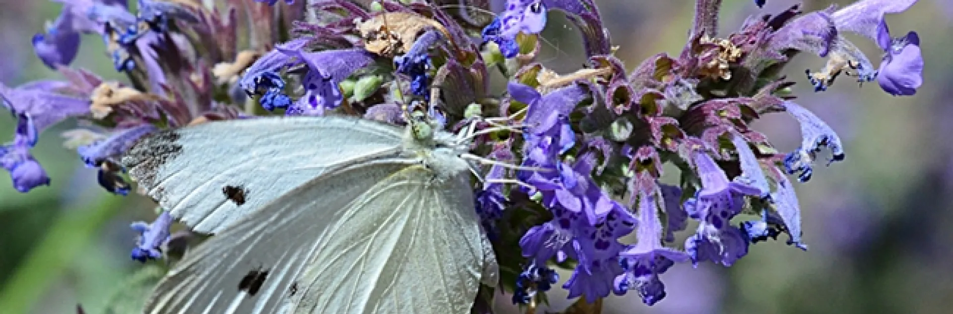 A cabbage white butterfly, Pieris rapae, nectaring on catmint. (Photo by Kathy Keatley Garvey)
