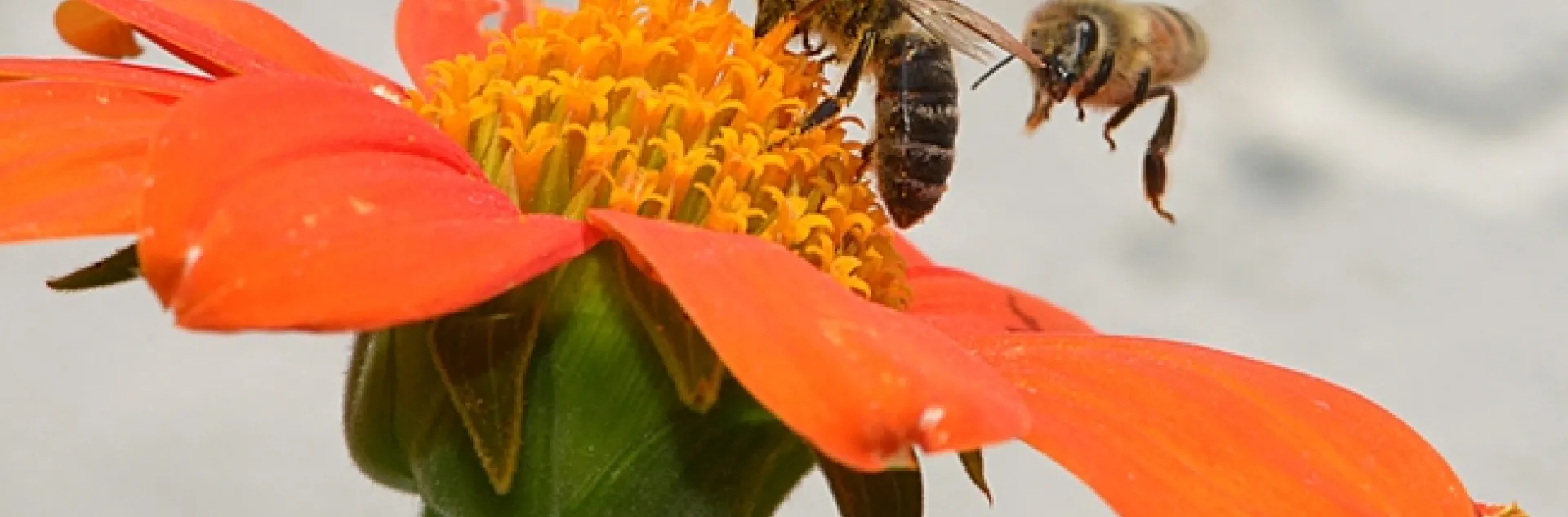 A tiff over a Tithonia. One holds her ground while another wants her share. (Photo by Kathy Keatley Garvey)