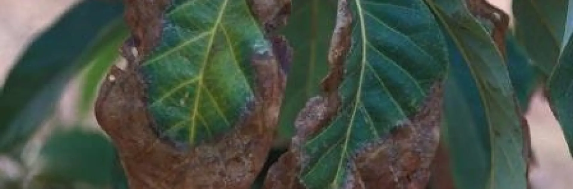 avocado sodium toxicity