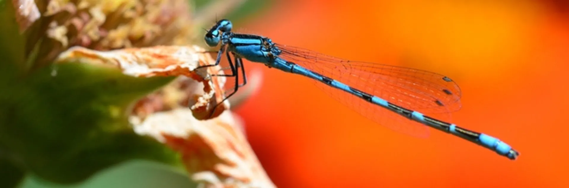 A male tule bluet on a fading Mexican sunflower blossom. (Photo by Kathy Keatley Garvey)