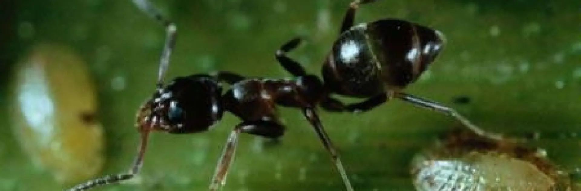 argentine ant