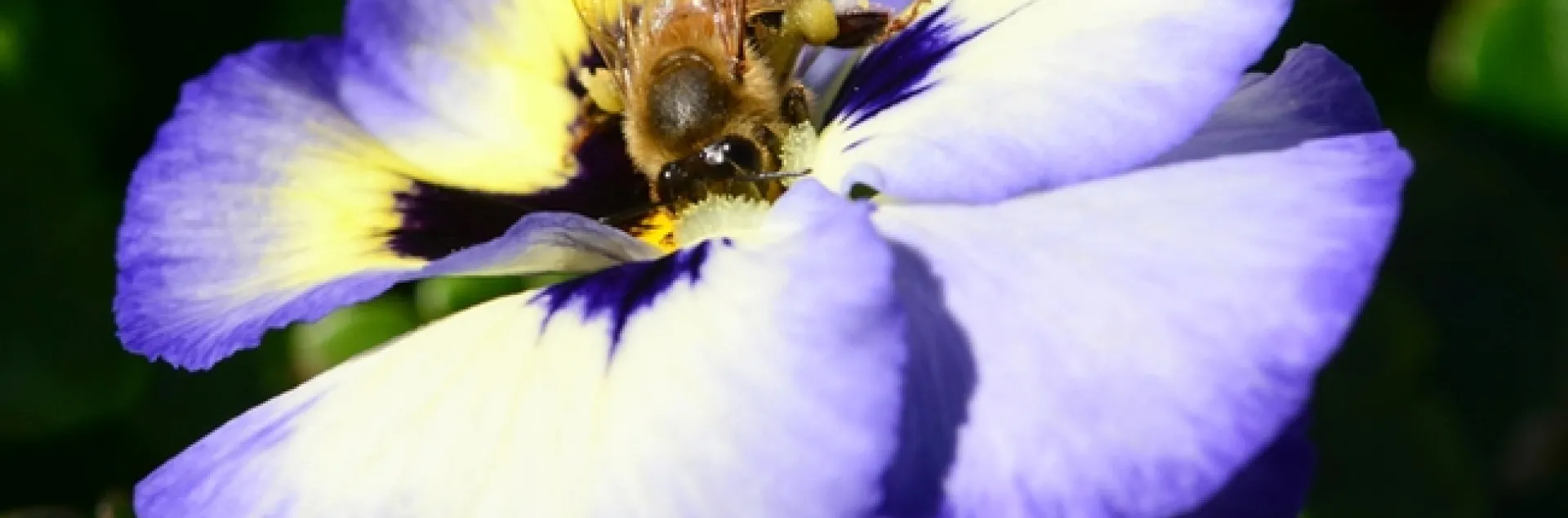 A honey bee foraging on a pansy. (Photo by Kathy Keatley Garvey)