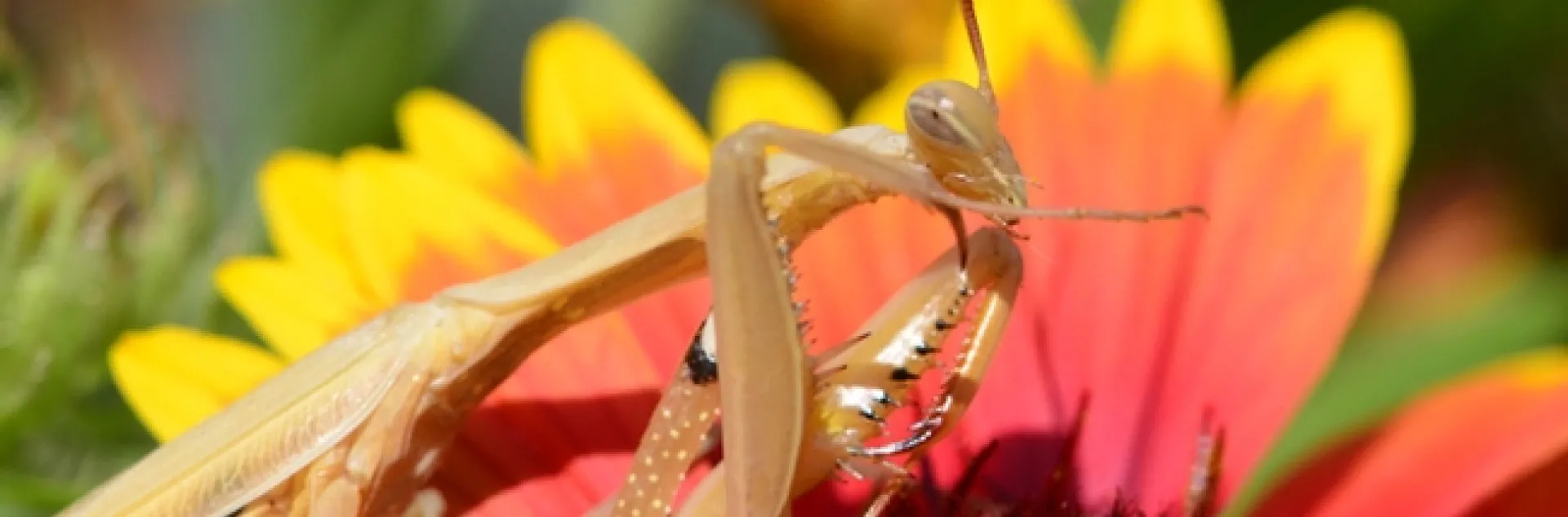A praying mantis perches on a blanketflower, Gaillardia. (Photo by Kathy Keatley Garvey)