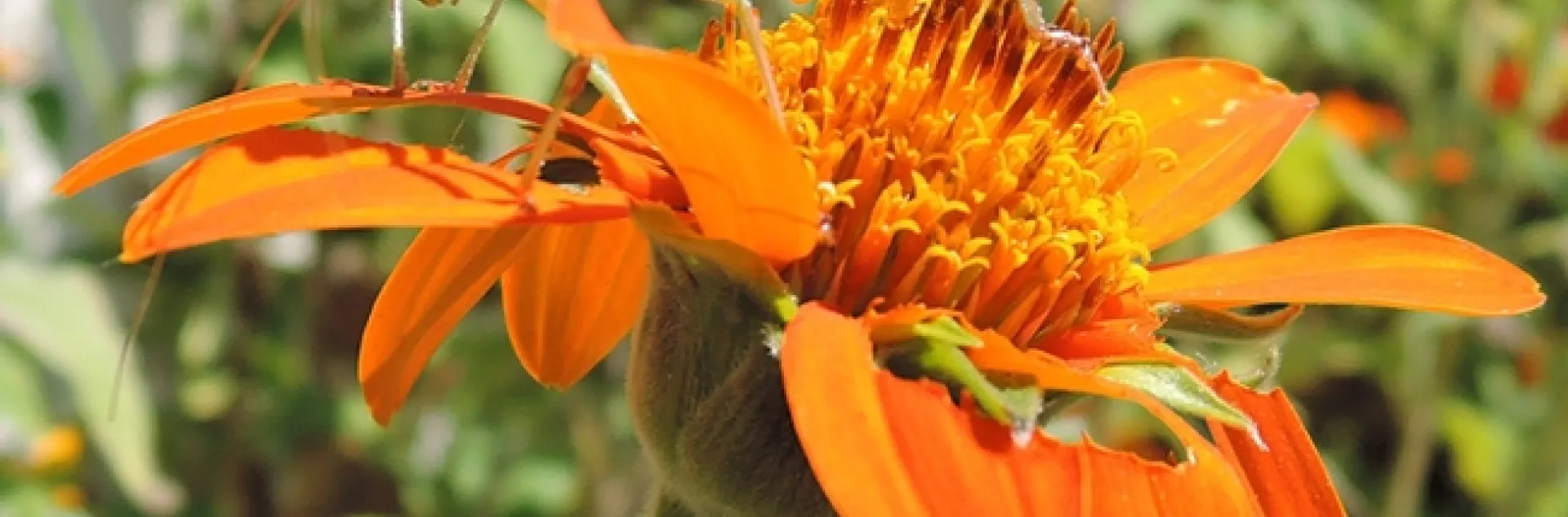 A camouflaged katydid, its body resembling a leaf, feeds on a Mexican sunflower, Tithonia. (Photo by Kathy Keatley Garvey)