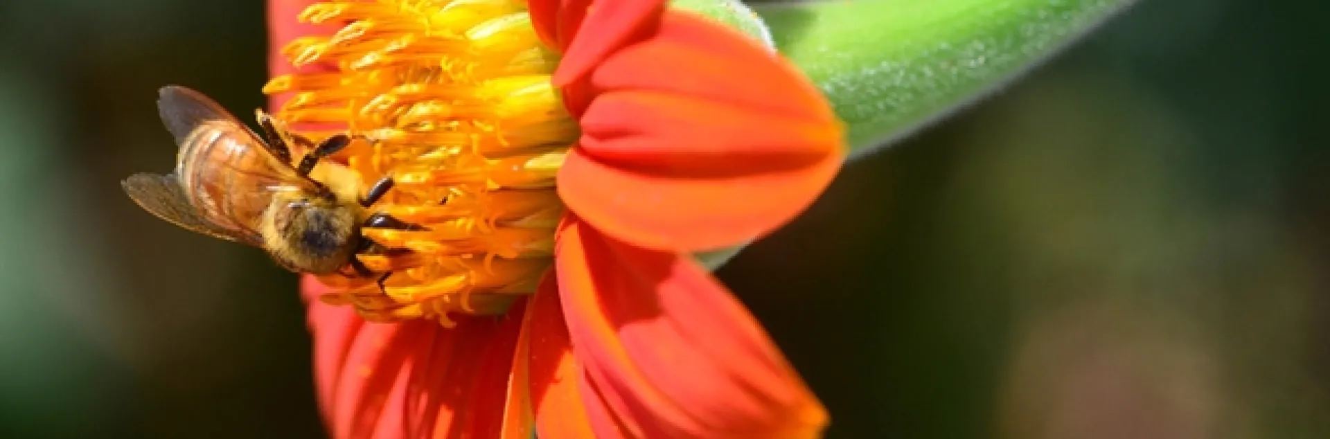 A honey bee foraging on a Mexican sunflower (Tithonia). (Photo by Kathy Keatley Garvey)