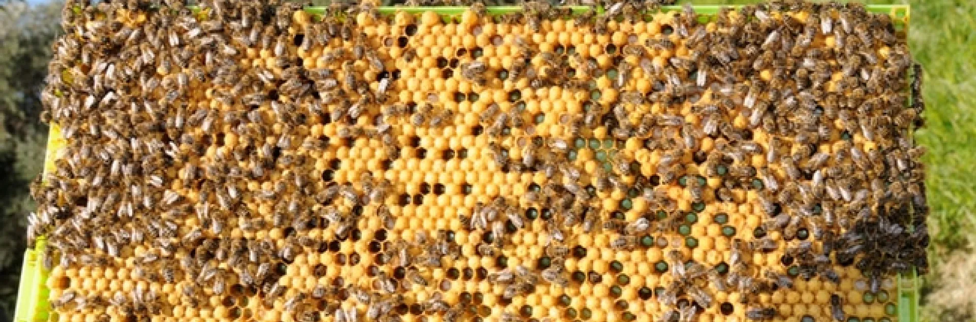 A frame from the Harry H. Laidlaw Jr. Honey Bee Research Facility, UC Davis. (Photo by Kathy Keatley Garvey)